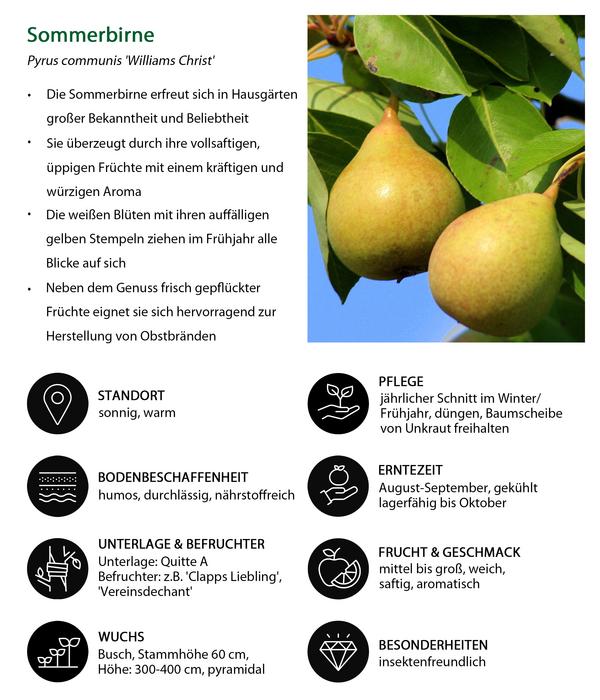 Sommerbirne 'Williams Christ'