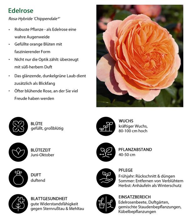 Edelrose 'Chippendale®'