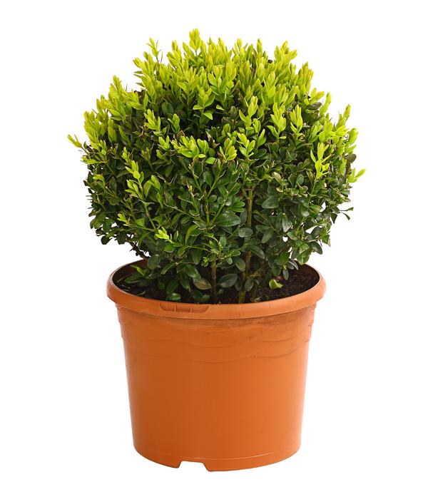 Buchs, Kugel
