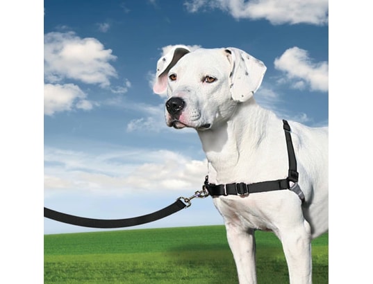 PETSAFE - Harnais de sécurité enfant Harnais pour chiens easy walk m noir