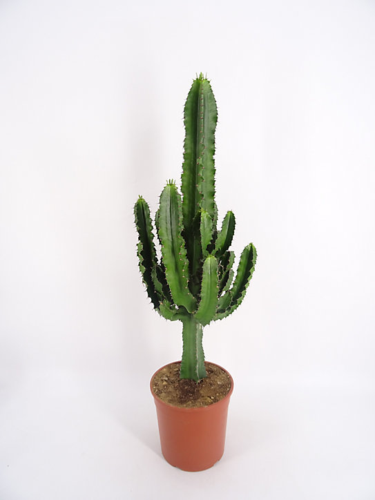 Plante d'intérieur en pot Cactus Euphorbia H.80 cm