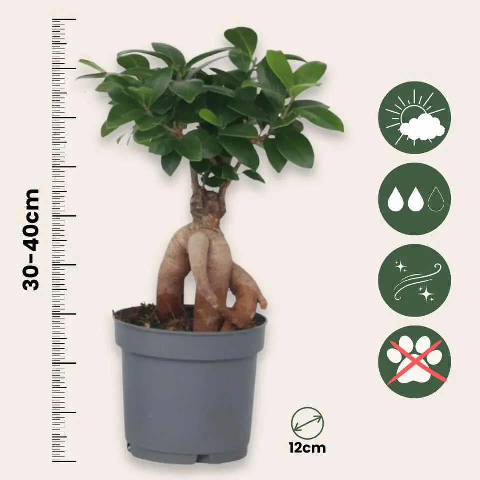 Chinese vijg - Set van 4 - Ficus microcarpa - Hoogte 30-40cm - ⌀12cm