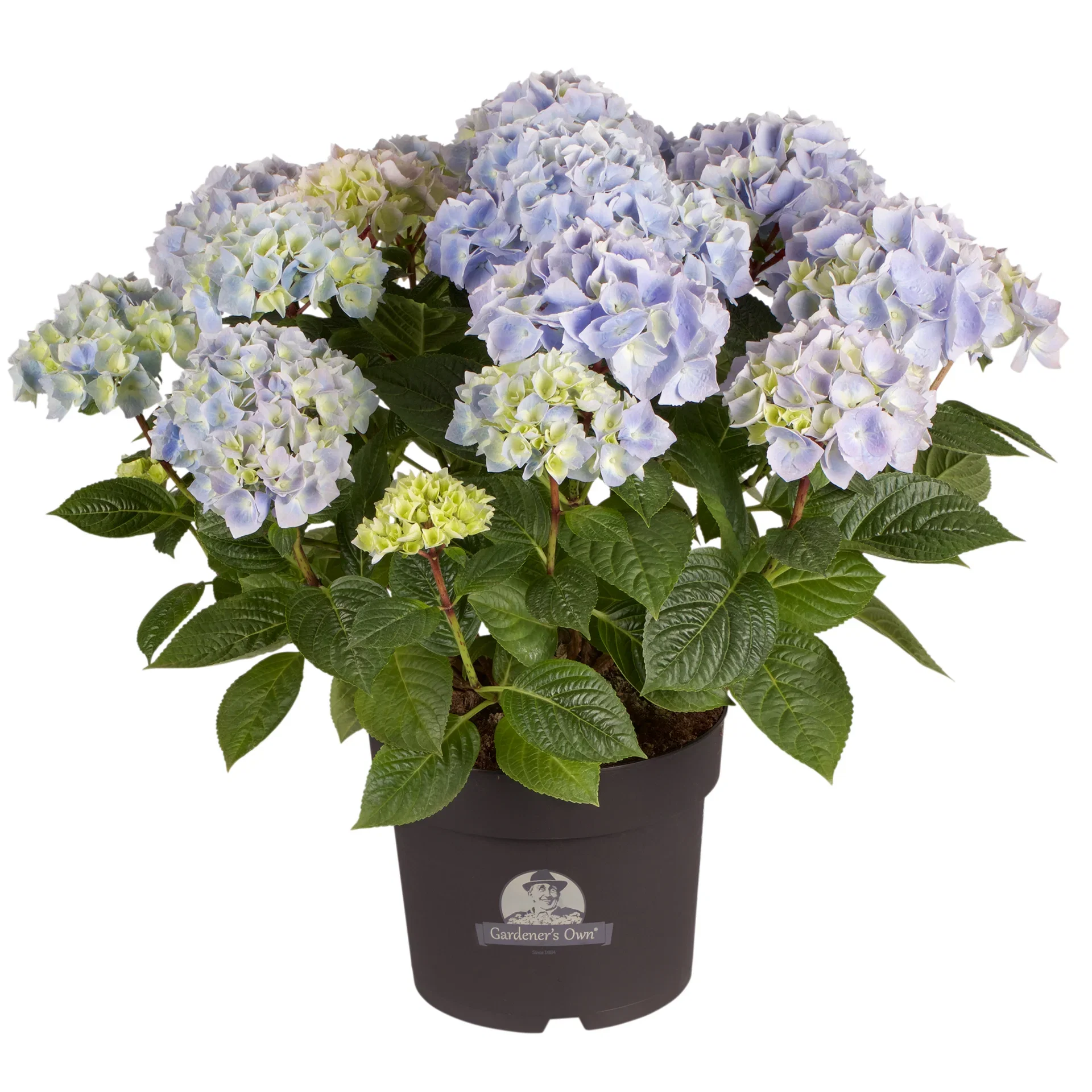 Hydrangea macrophylla Hortensia Ø21 cm