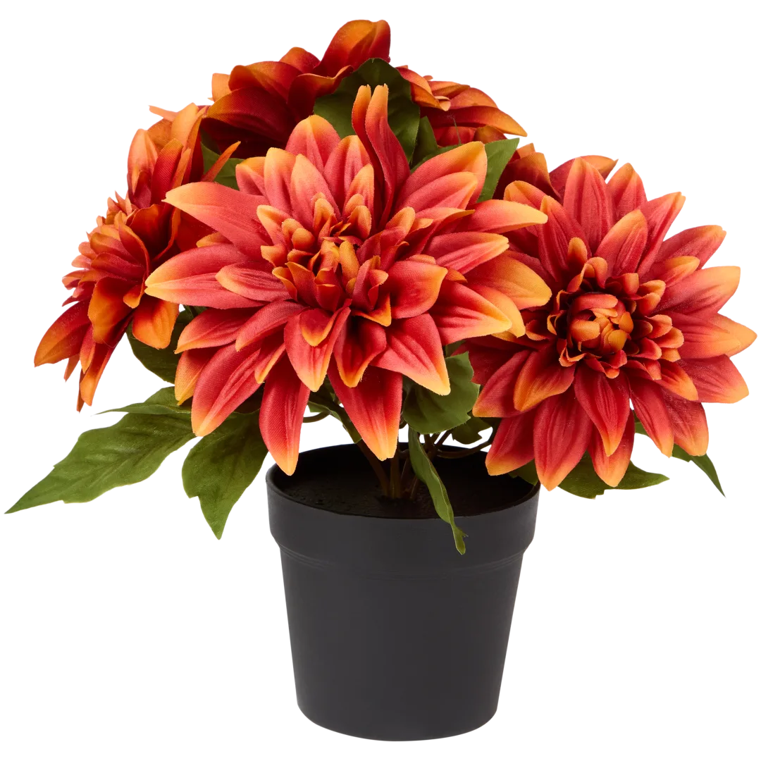 Chrysanthème en pot Excellent Flowers