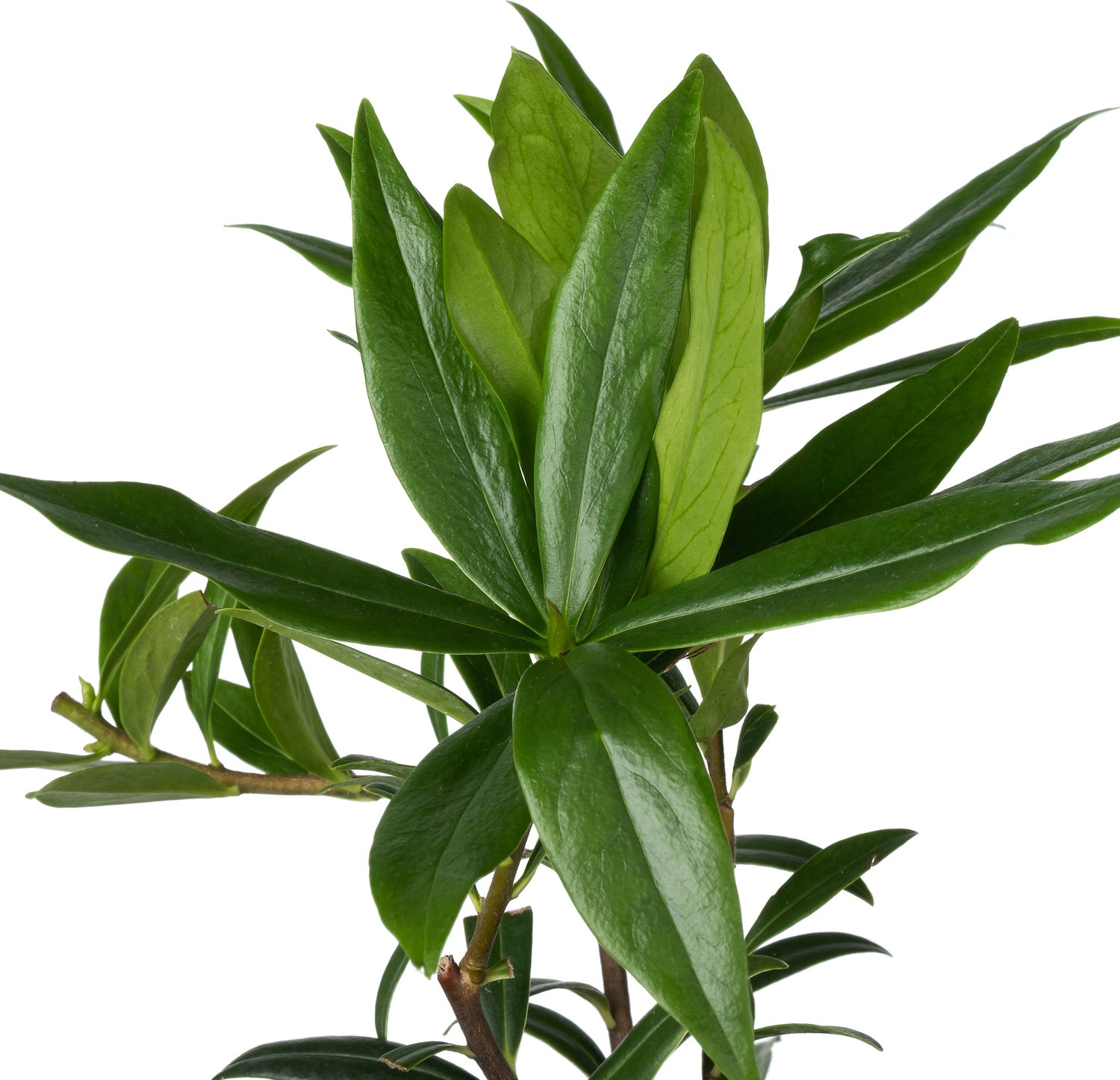 Peperboompje (Daphne odora 'Perfume Princess') D 15 H 25 cm