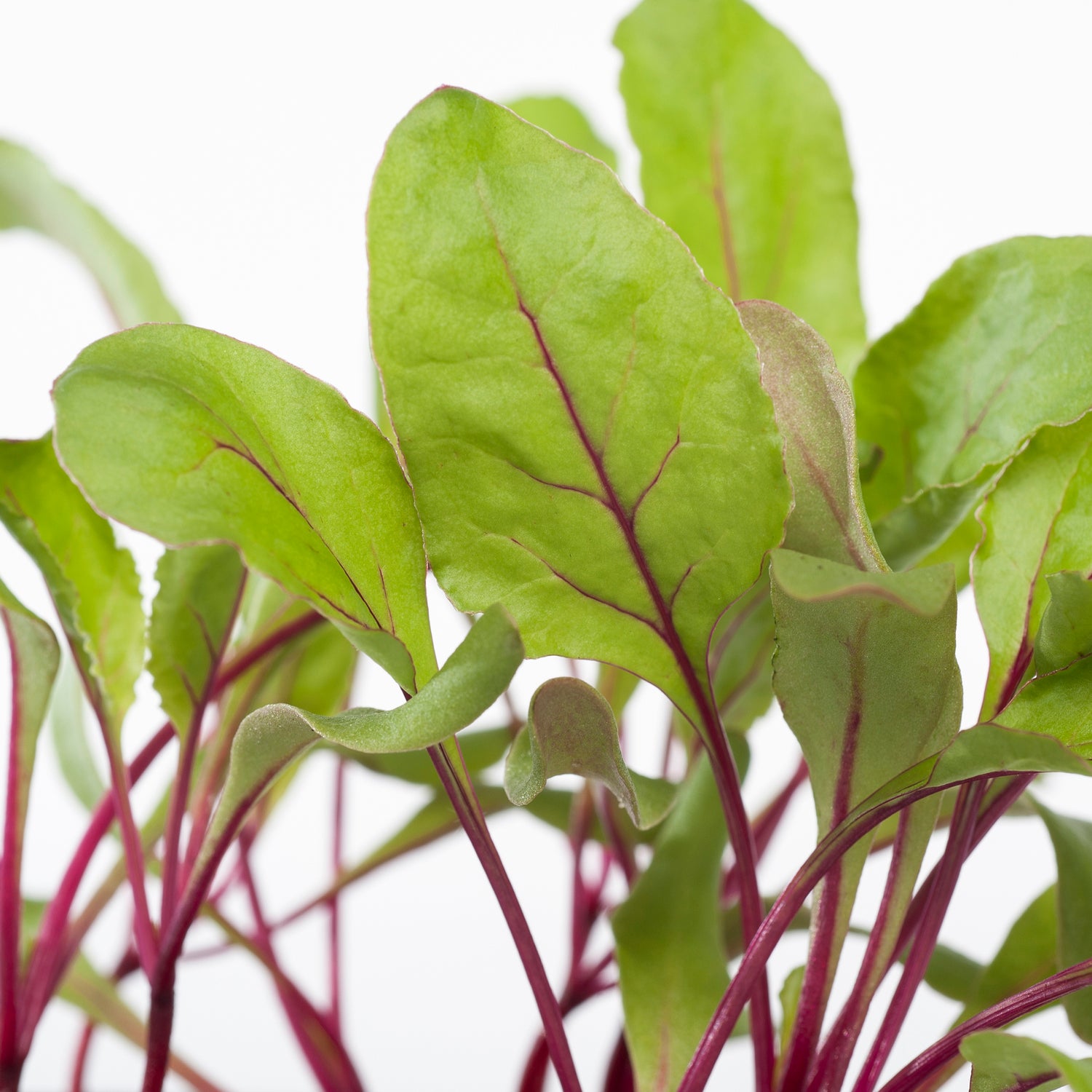 Rode Biet Of Kroot (Beta vulgaris var. rubra)