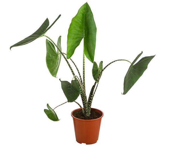 Pfeilblatt - Alocasia zebrina