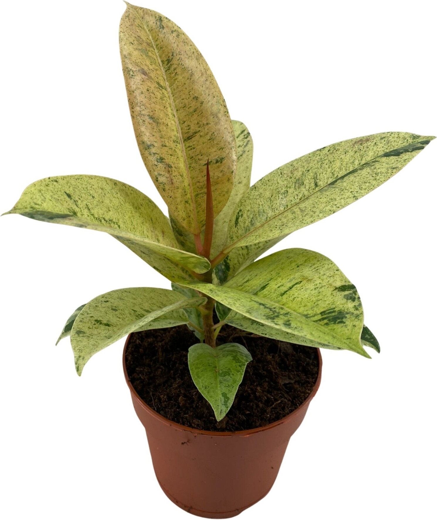 Rubberboom (Ficus elastica 'Schrijveriana') D 12 H 25 cm