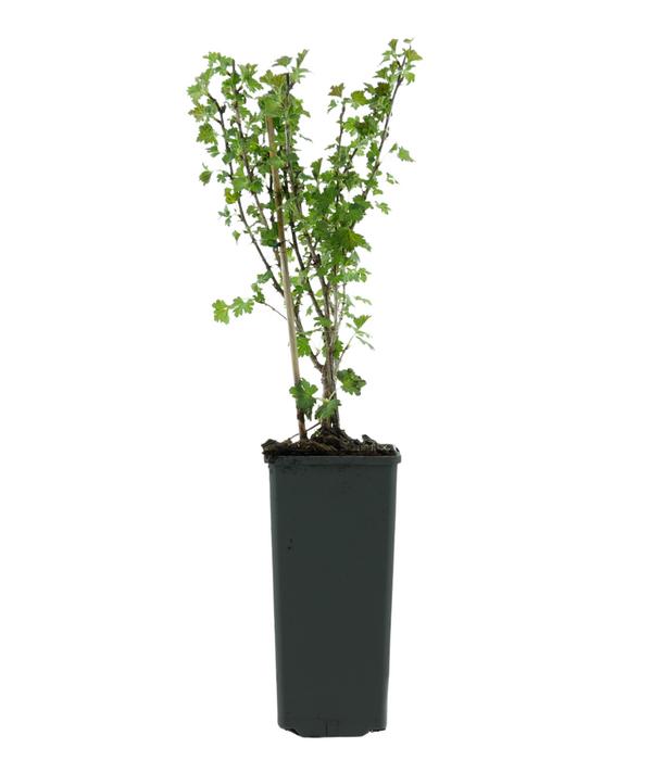 Bio Stachelbeere 'Mucurines'