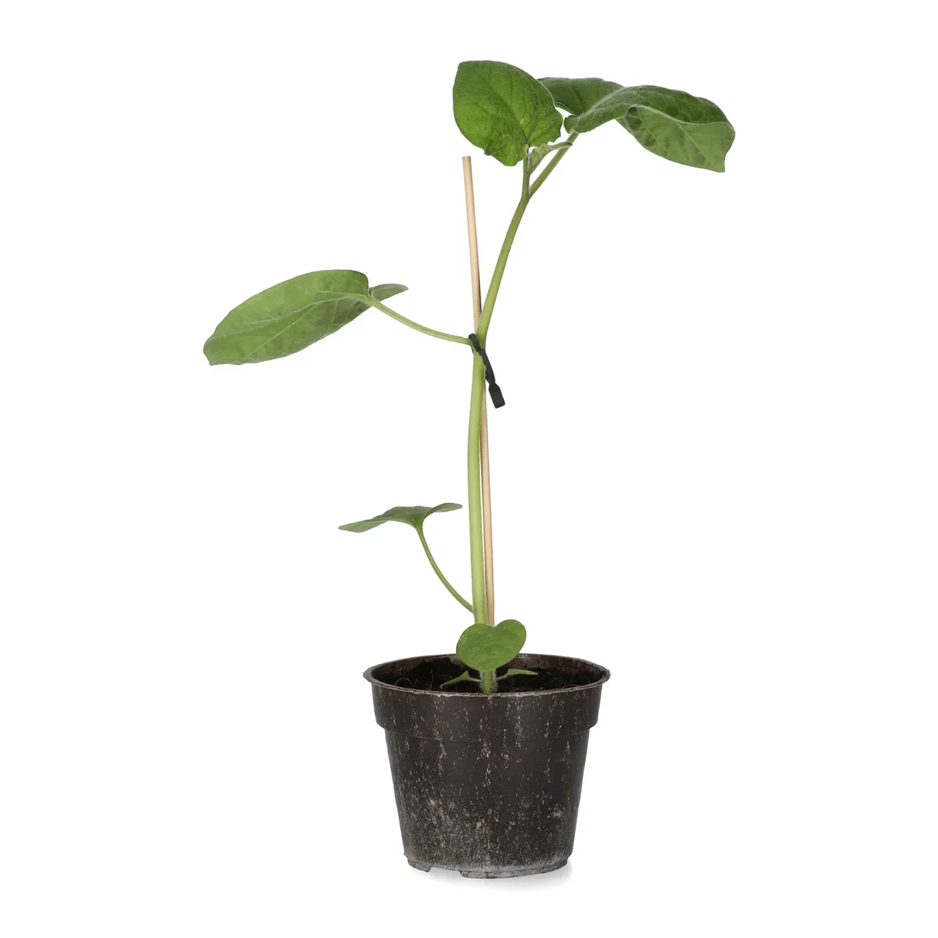 All Nature Physalis 'Little lanterns' 10,5 cm Barbadoslykt ‘Little Lantern’ Ø10,5 cm