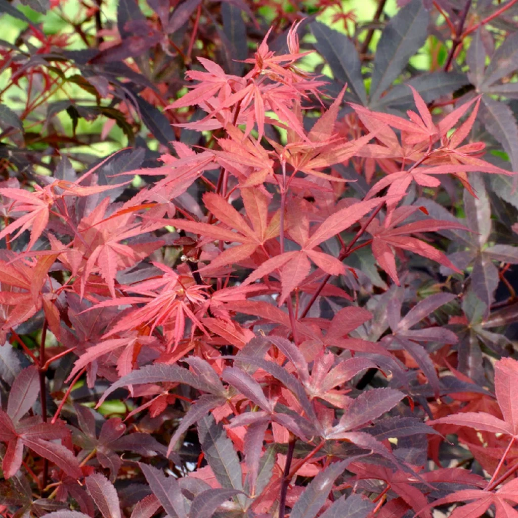 Acer palmatum 'Skeeter's Broom' Japansk lønn 'Skeeter's Broom' Høyde 125 cm