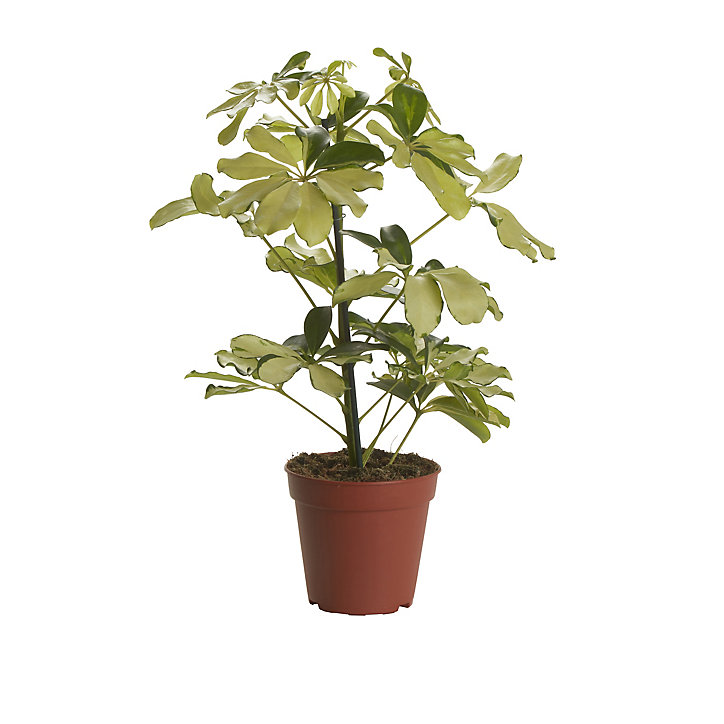 Arbre Parasol, assortiment, 13cm
