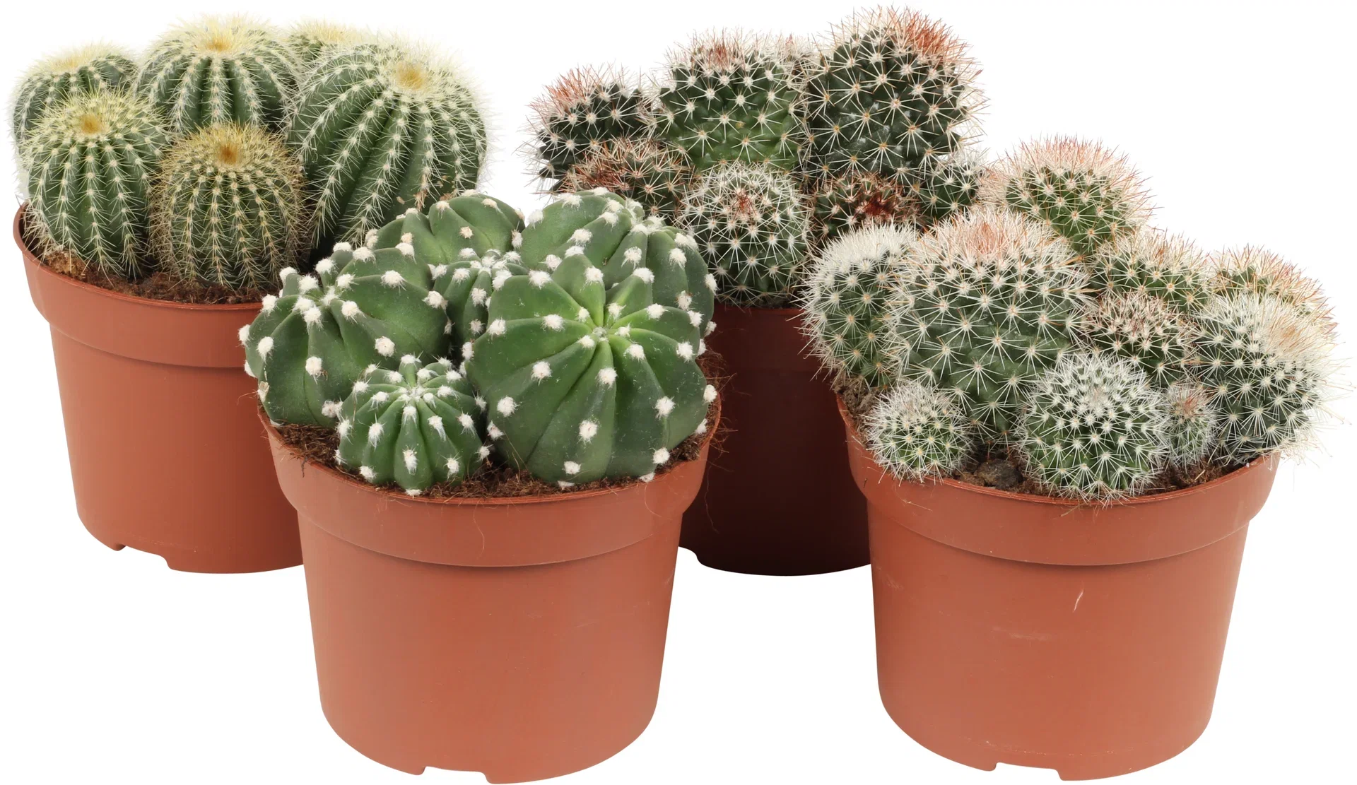 Cactus Kaktus miks Høyde 20 cm