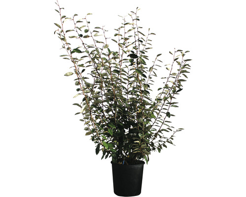 Wintergroene oliewilg FloraSelf Elaeagnus ebbingei H 100-120 cm Co 18 L