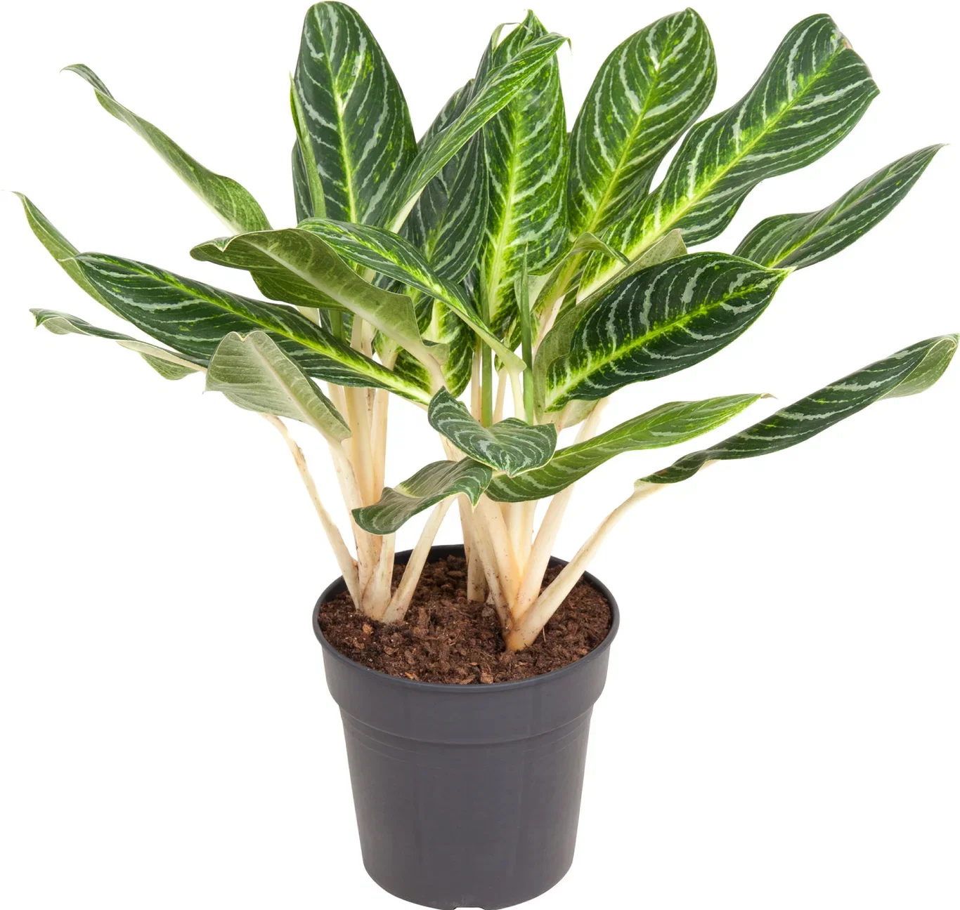 Aglaonema 'Key Lime' Sjømannstrøst 'Key Lime' Høyde 70 cm