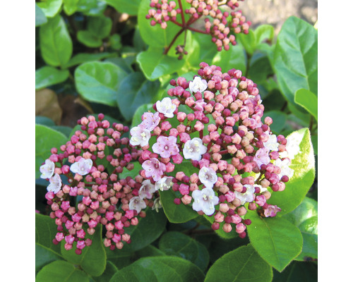 Mediterrane sneeuwbal (Viburnum tinus 'Lisarose') FloraSelf, H 30-40 cm, Co 6 L