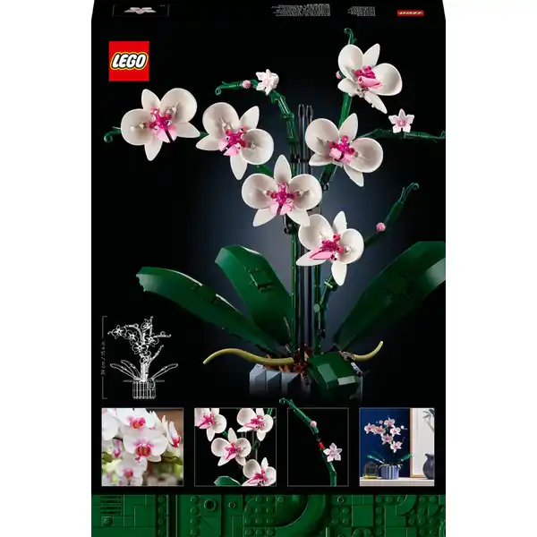 10311 Orchidee