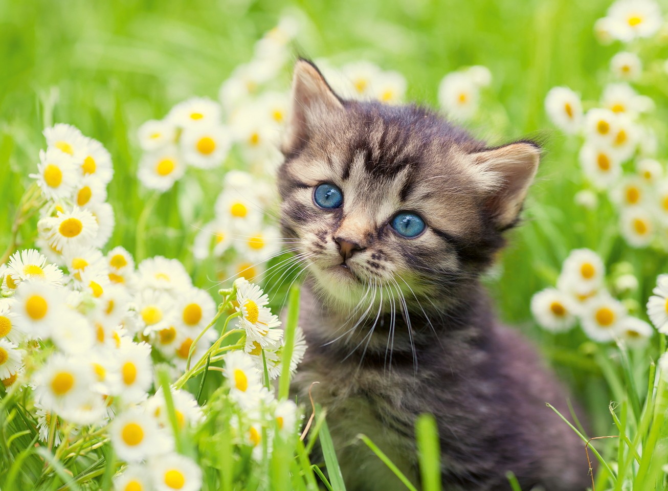 Ravensburger - Puslespil Kitten In The Meadow 500 brikker