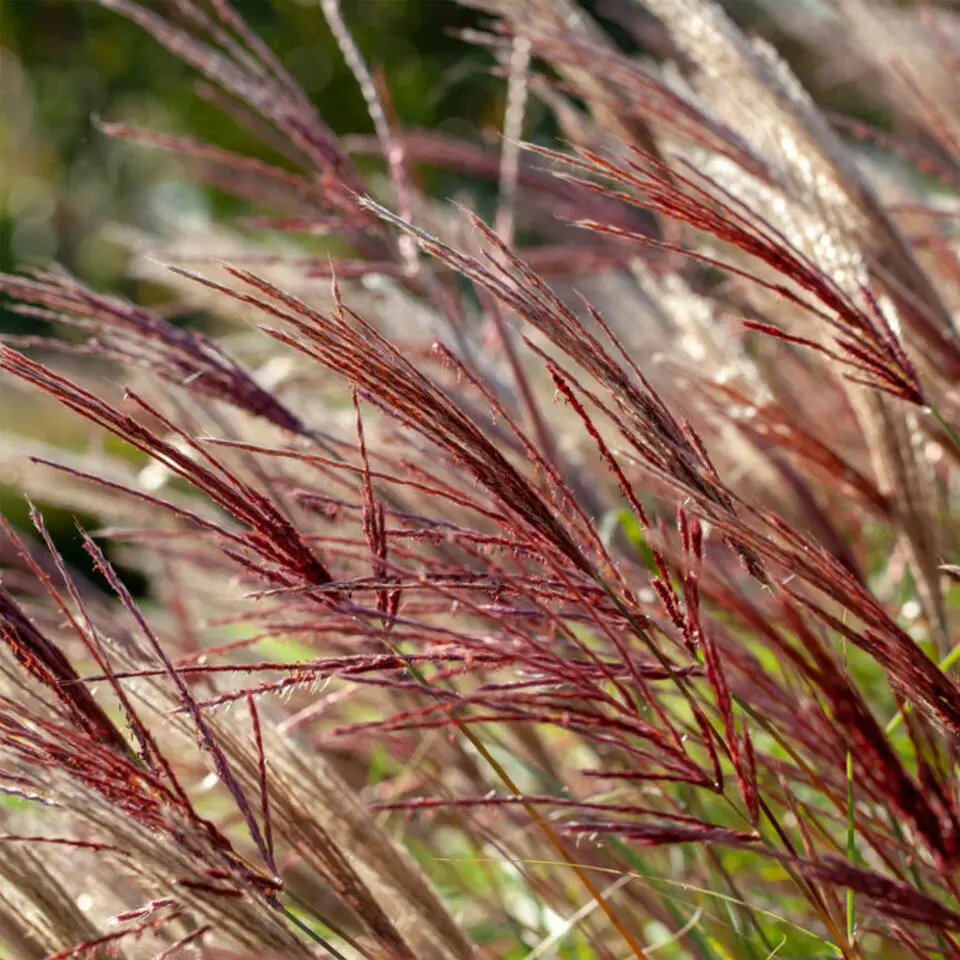 Prachtriet - Set van 2 - Miscanthus 'Red Chief' - Hoogte 40-60cm - ⌀23cm