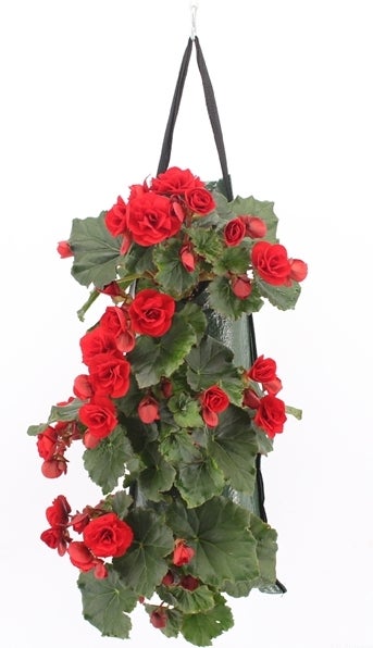 Wandhanger met Begonia (Begonia) rood H 50 cm