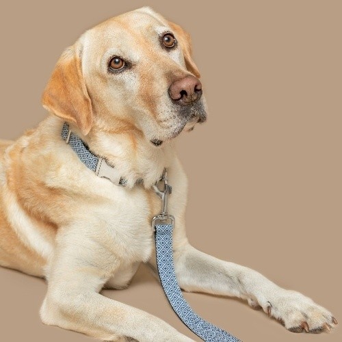 Coleira para cães Baona Zanzibar em nylon reciclado azul e branco, modelo Zanzibar.