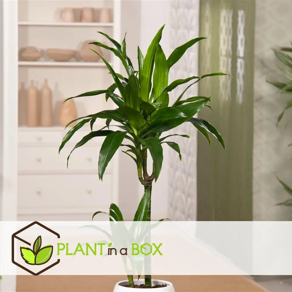 Drakenbloedboom - Dracaena deremensis 'Janet Craig' - Hoogte 140-150cm - ⌀24cm