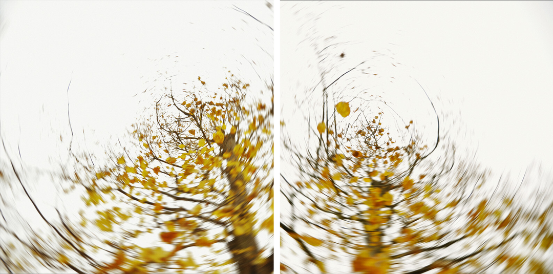 pieces of autumn IV by Carolin Wolf - Limited Edition. Edition of: 100. Signed.