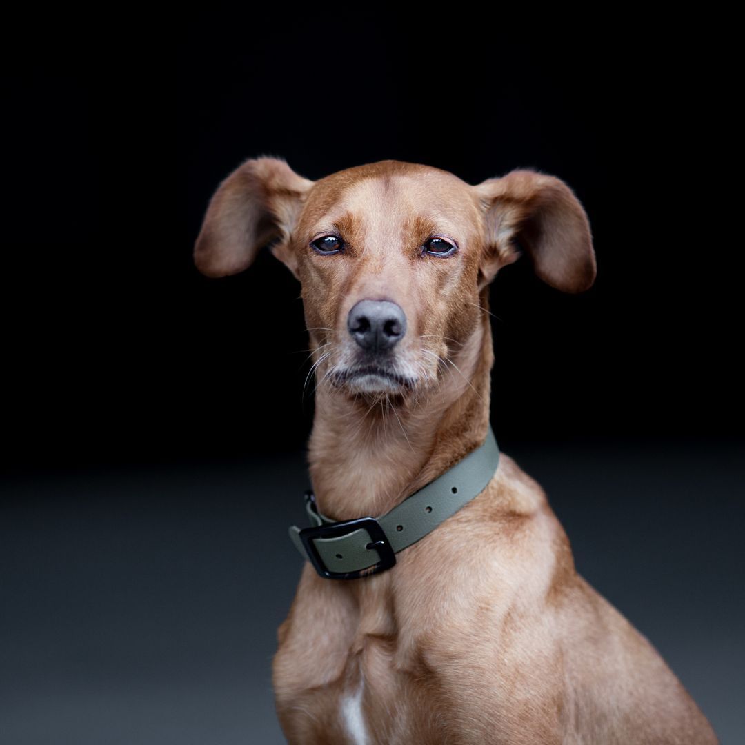 BioThane® Hundehalsband NEO Olive - WOOFSTUFF