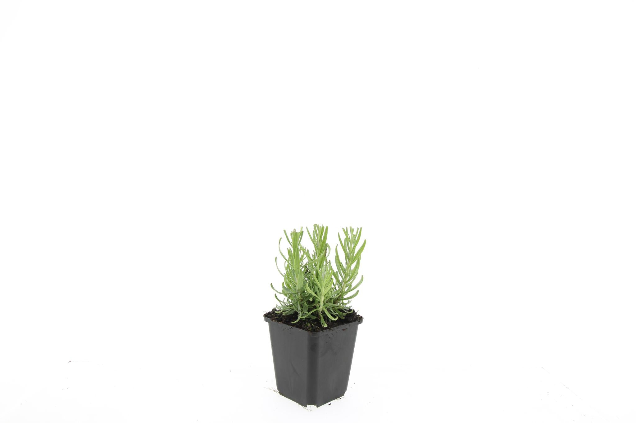 Lavande 'hidcote' - lot de 6
