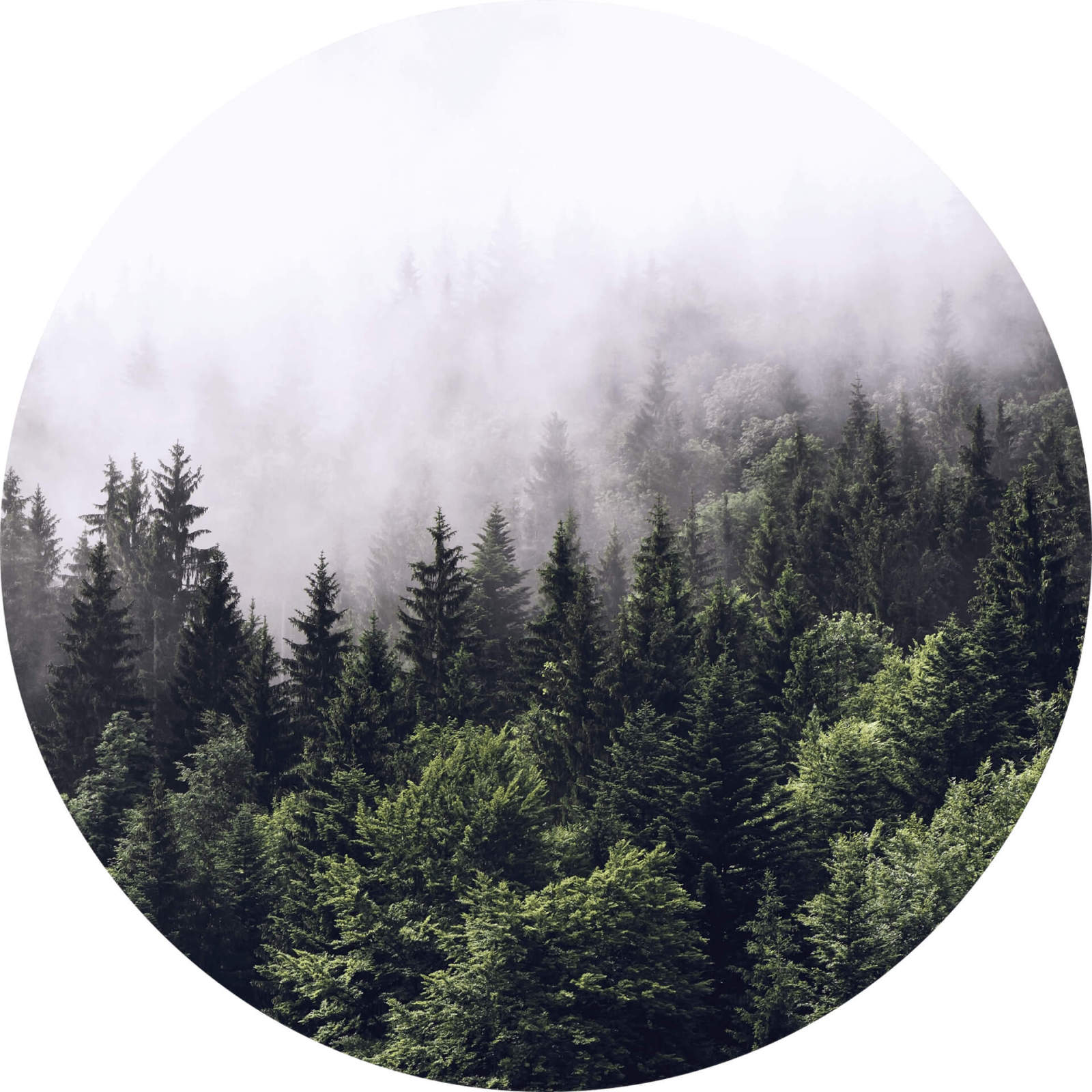Fototapete DESIGNWALLS 2.0 - grün-weiß - Wald - 1,4 Meter