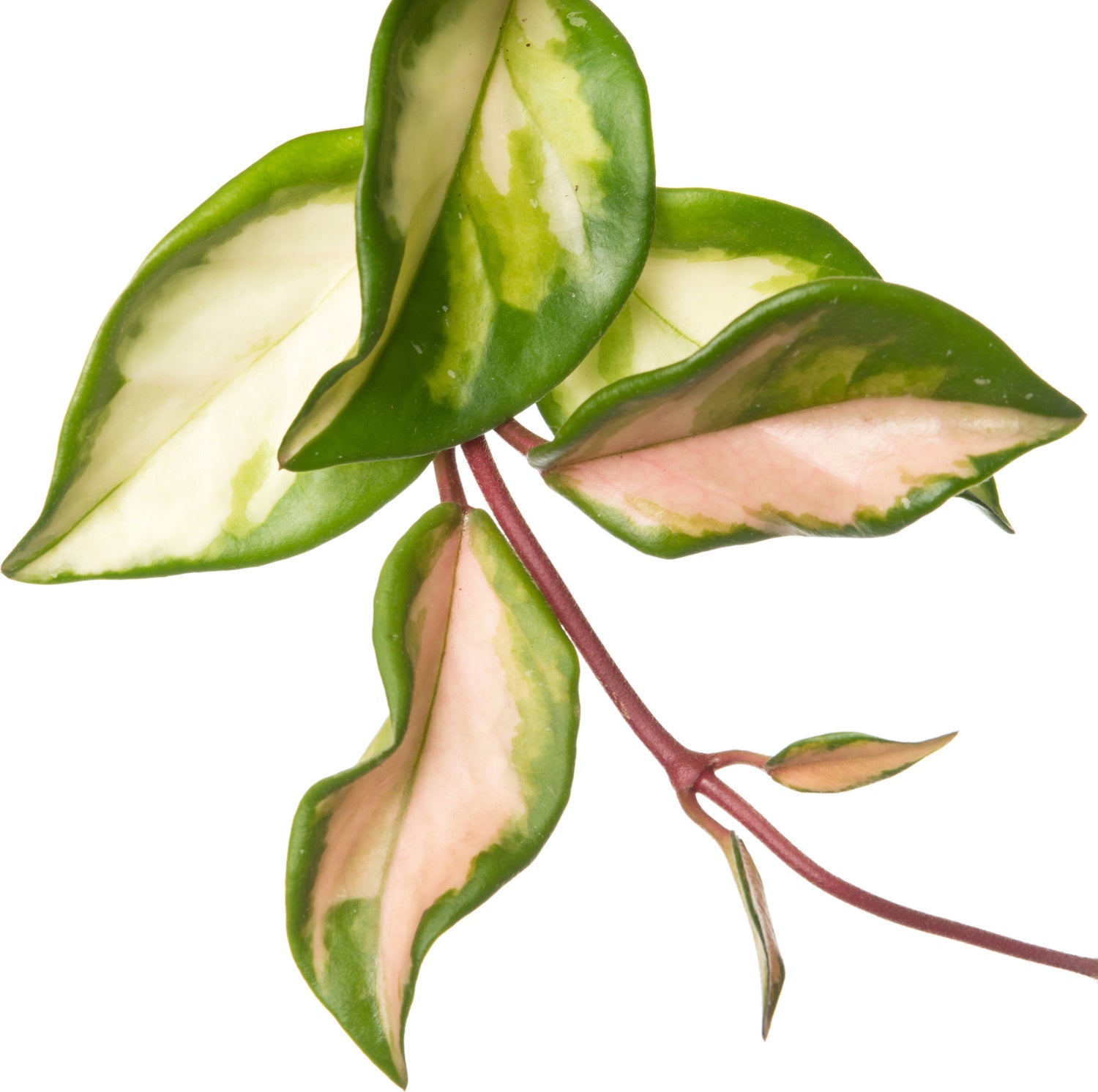Wasbloem (Hoya carnosa 'Tricolor') D 12 H 15 cm