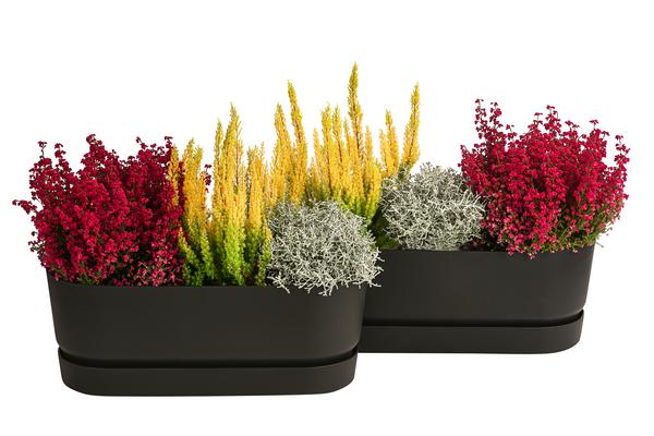 Beet- & Balkonpflanzen-Set Leuchtfeuer,