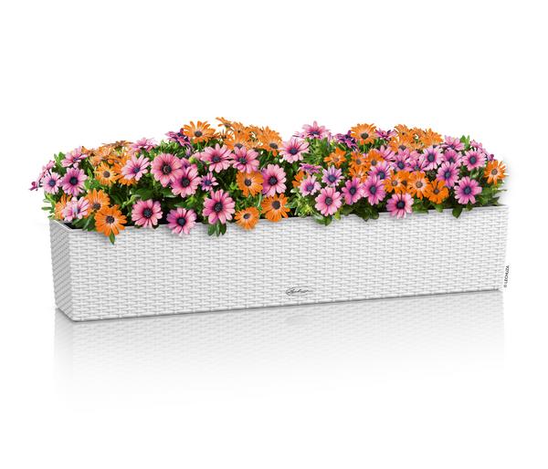 LECHUZA® Kunststoff-Kasten Balconera Cottage,