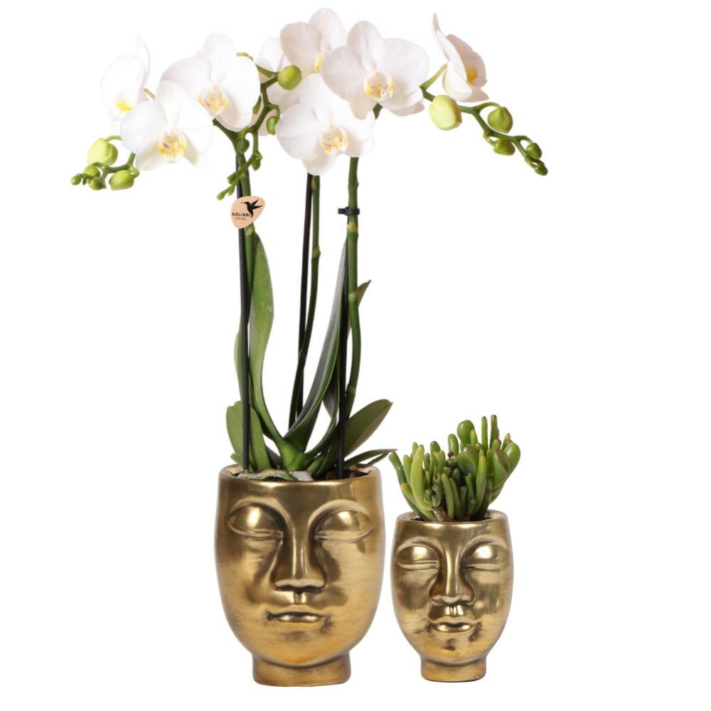 Ensemble de plantes face-2-face or | ensemble avec orchidée phalaenopsis blanche 9cm et succulente verte 6cm