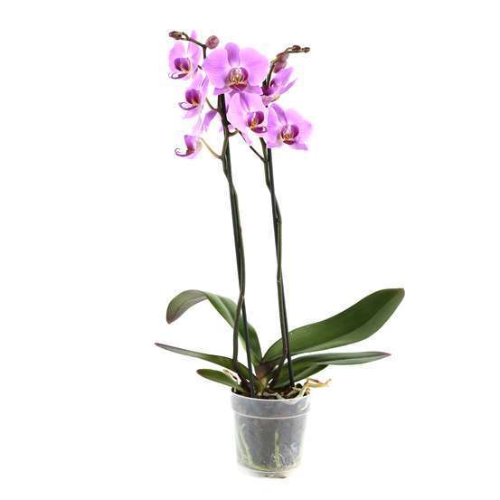 Orchidée Phalaenopsis 2 tiges - Pot Ø 12 cm