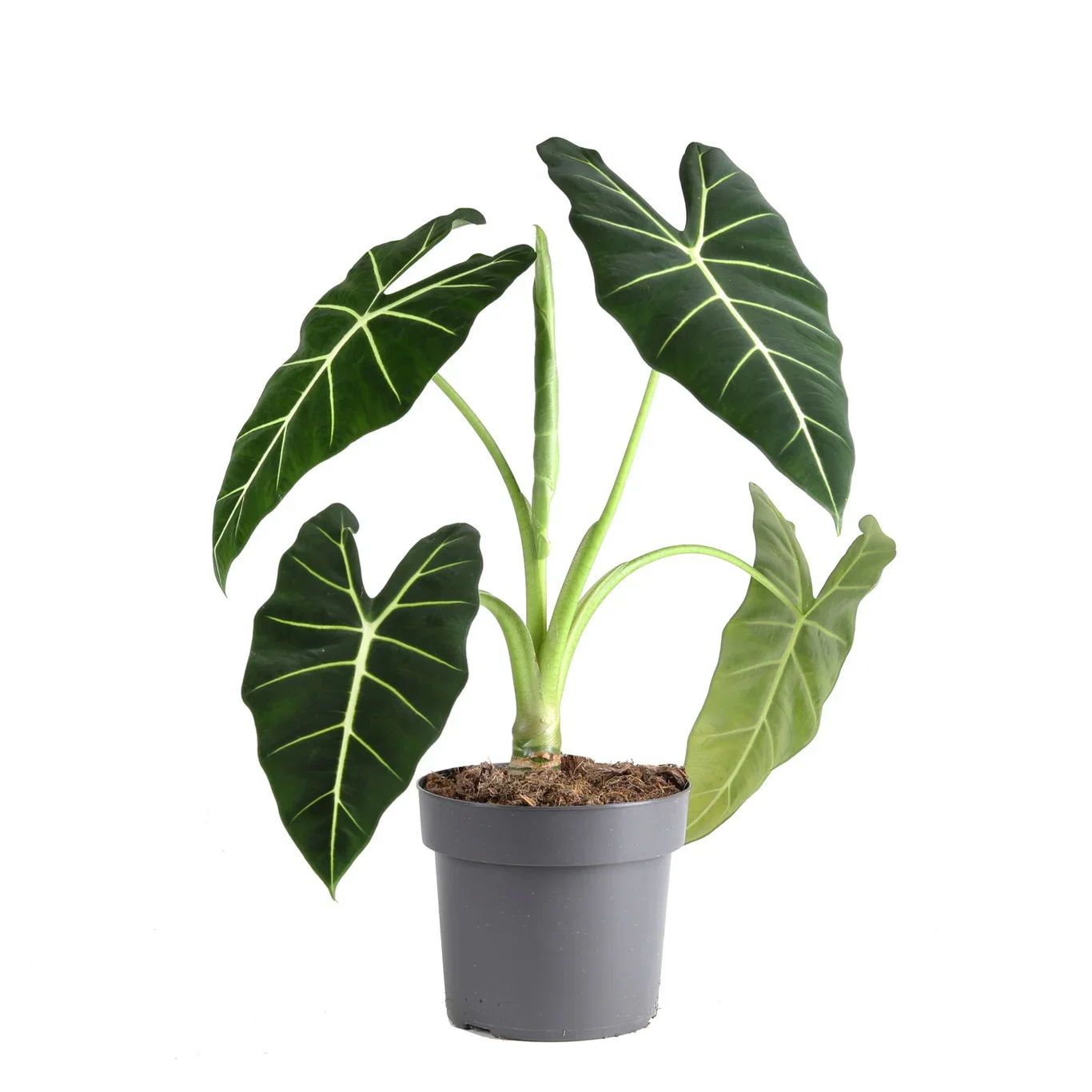 Alocasia micholitziana 'Frydek' Alocasia 'Frydek' Høyde 50 cm