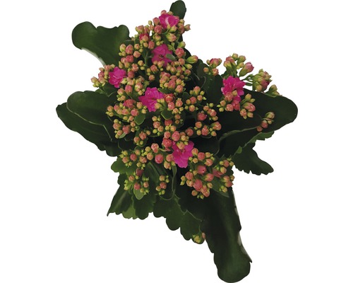 Flaming Katy FloraSelf Kalanchoe 'Calandiva' H 20-25 cm Ø 12 cm pot roze