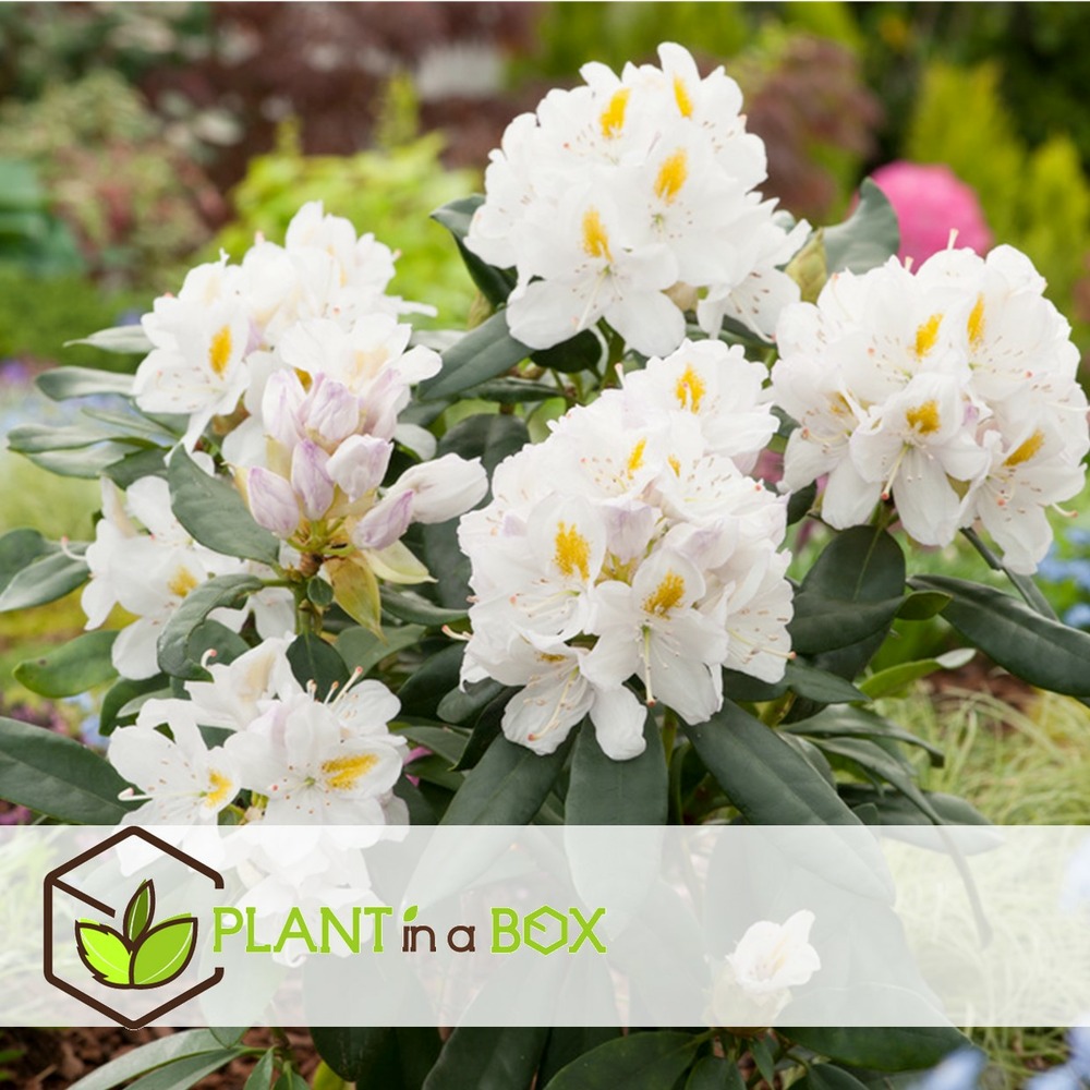 Rhododendron cunningham white - blanc - set de 3 - pot 9cm - hauteur 25-40cm