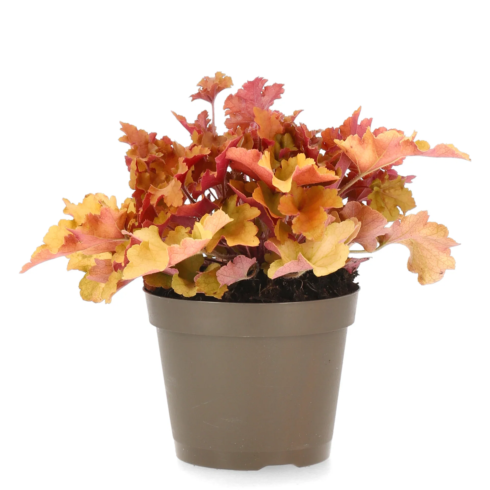 Heuchera Orange 15cm Alunrot Ø15 cm