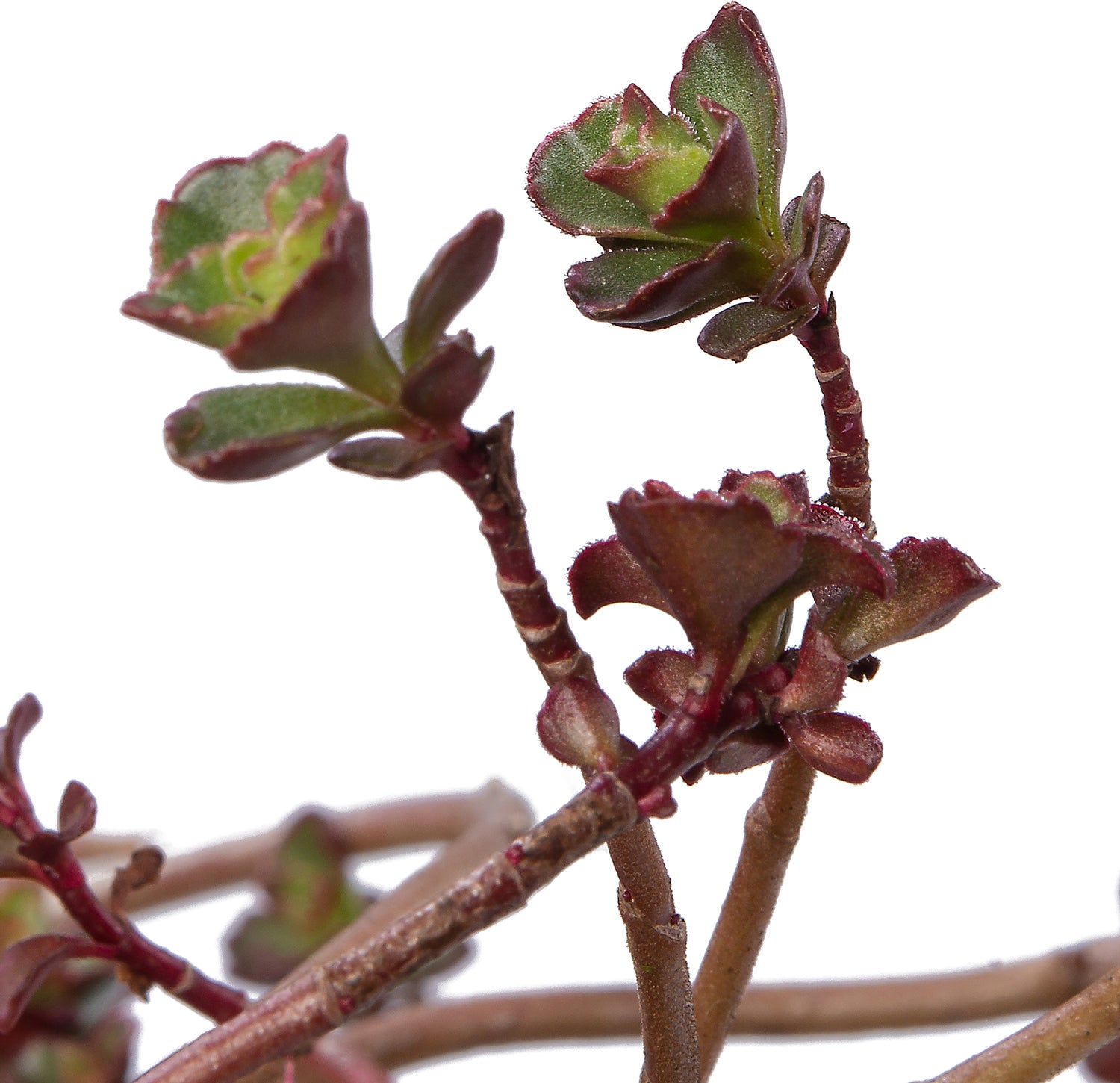 Vetkruid (Sedum spurium 'Purpurteppich') D 9 H 10 cm