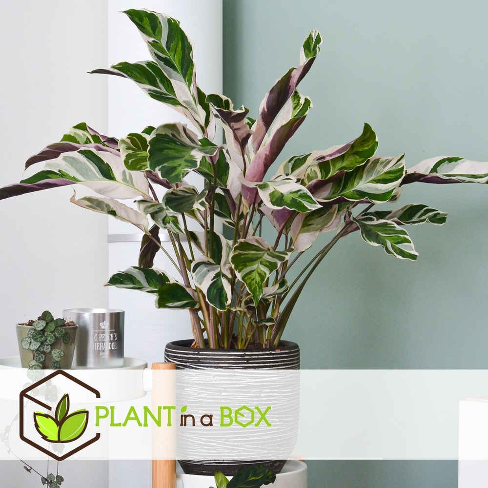 Calathea fusion white - purificateur d'air - pot 14cm - hauteur 30-40cm