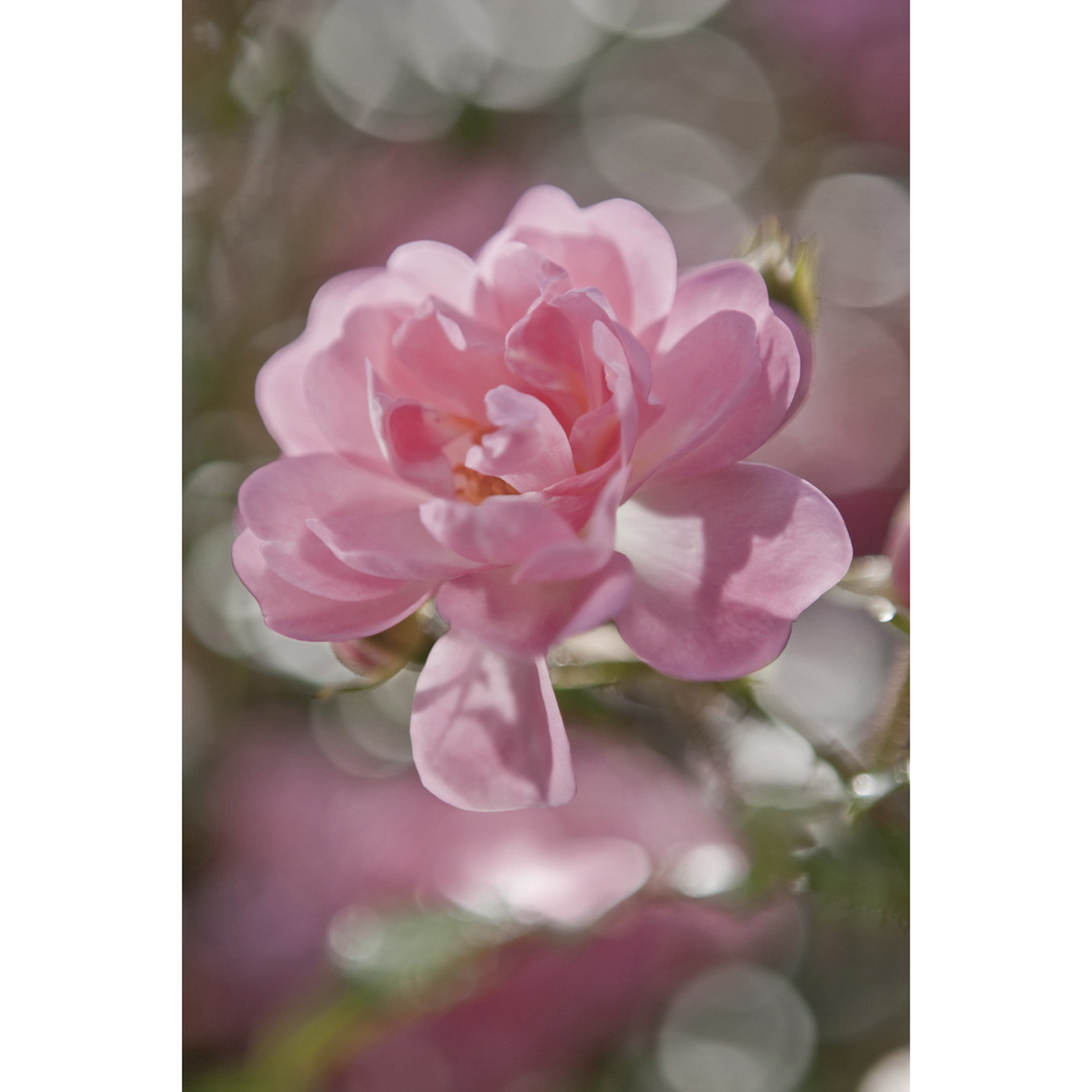 Papier-Fototapete BOUQUET - rose-weiß-grün - 184x254 cm