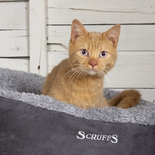 Cama cinza para animais de estimação com forro externo.