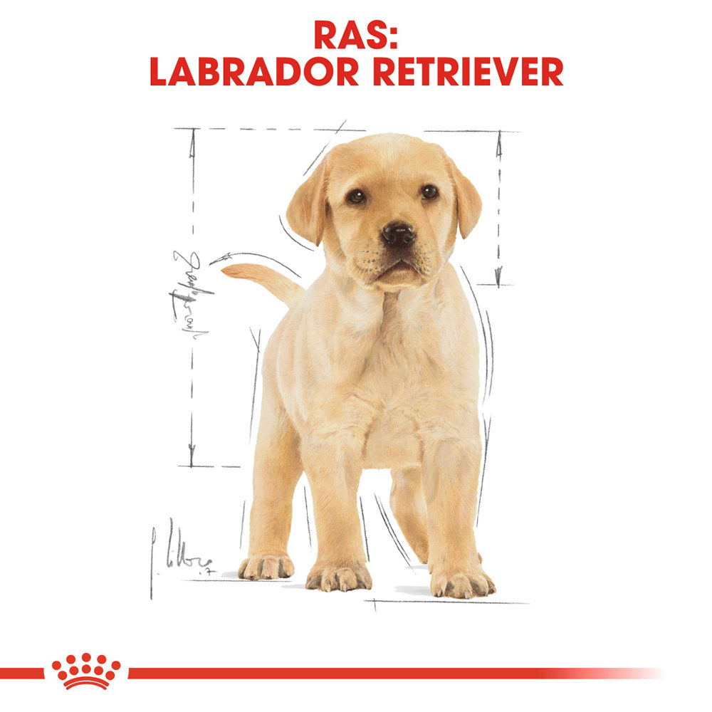Royal Canin Labrador Retriever Puppy - Hondenvoer