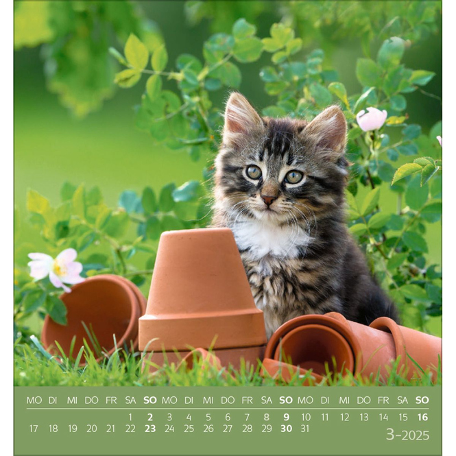 Postkartenkalender - 2025 - Schmusekatzen