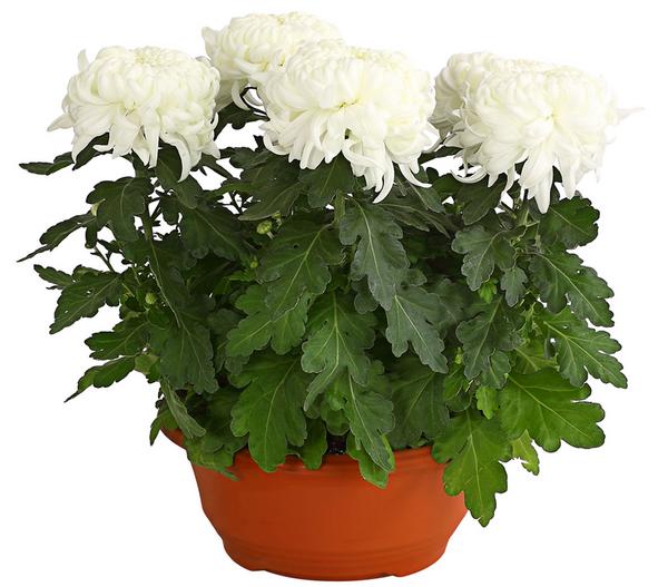 Deko-Chrysantheme, Schale, verschiedene Farben