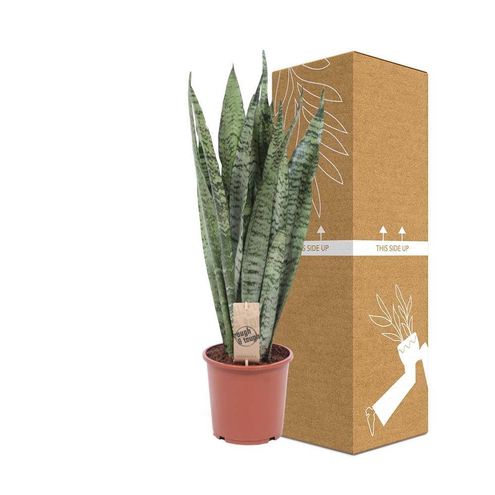 Plante d'intérieur - sansevieria zeylanica 70.0cm