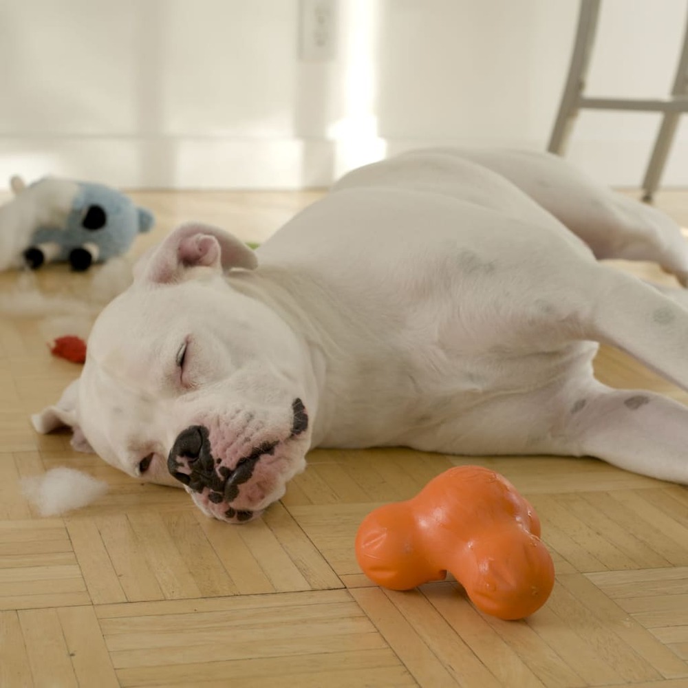 Jouet pour chiens avec zogoflex tux orange mandarine l