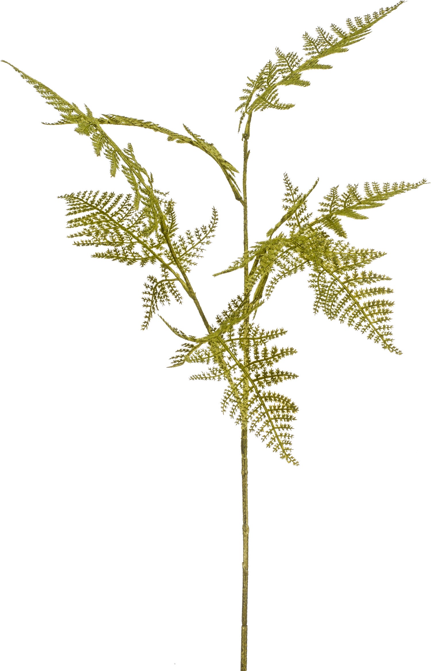 Emerald kunsttak Asparagus groen 65 cm