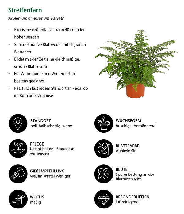 Streifenfarn - Asplenium dimorphum 'Parvati'